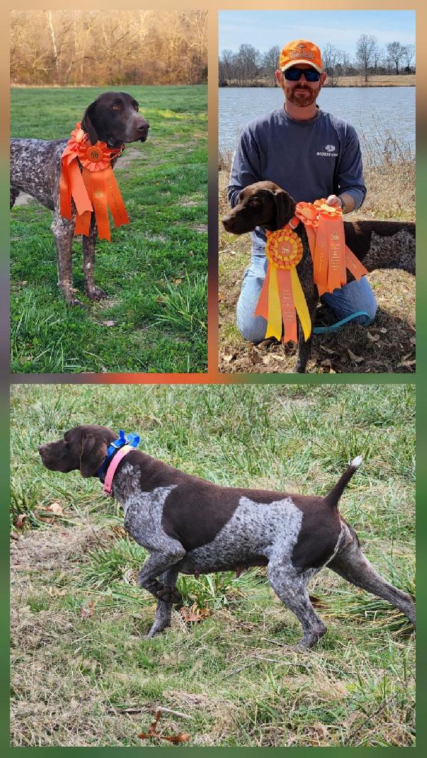 German Shorthaired Pointer
