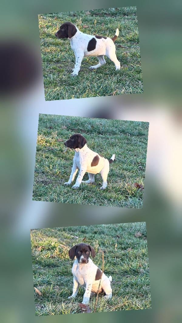 German Shorthaired Pointer