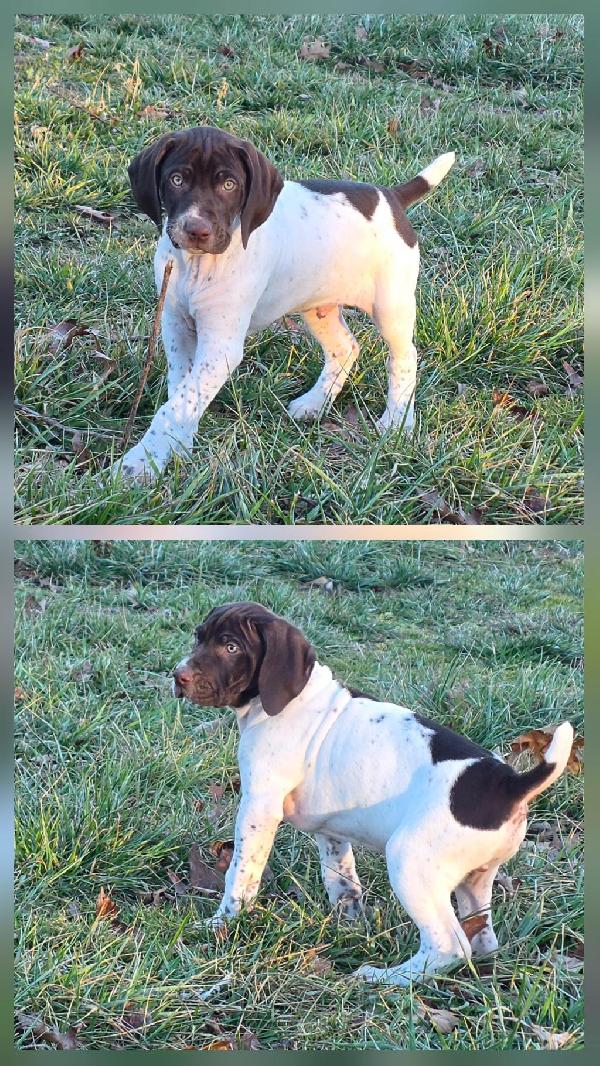 German Shorthaired Pointer