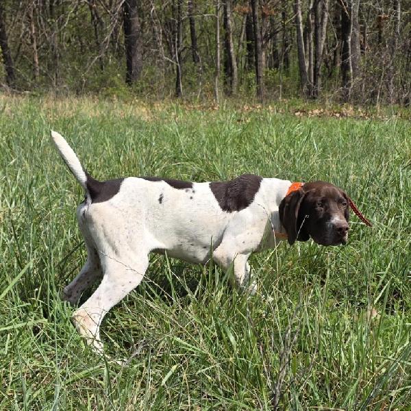 German Shorthaired Pointer