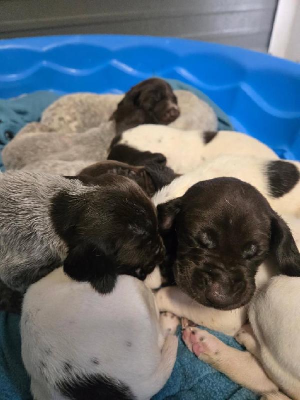 German Shorthaired Pointer