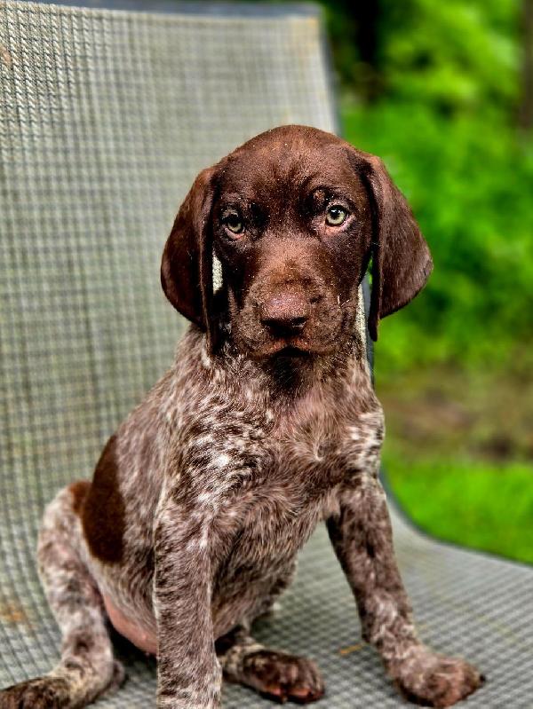 German Shorthaired Pointer