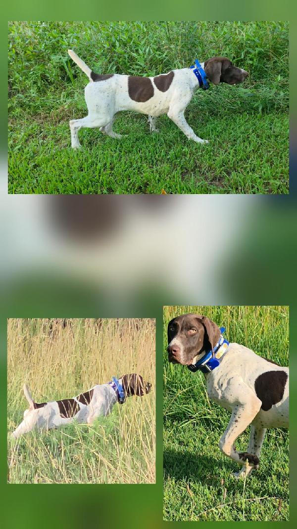 German Shorthaired Pointer