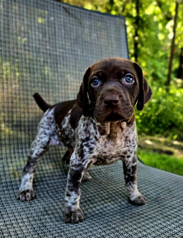 German Shorthaired Pointer