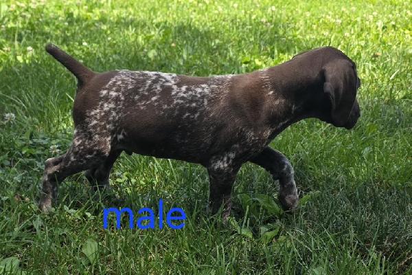 AKC GERMAN SHORTHAIRED POINTER German Shorthaired Pointer