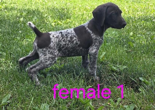 AKC GERMAN SHORTHAIRED POINTER PUPS German Shorthaired Pointer