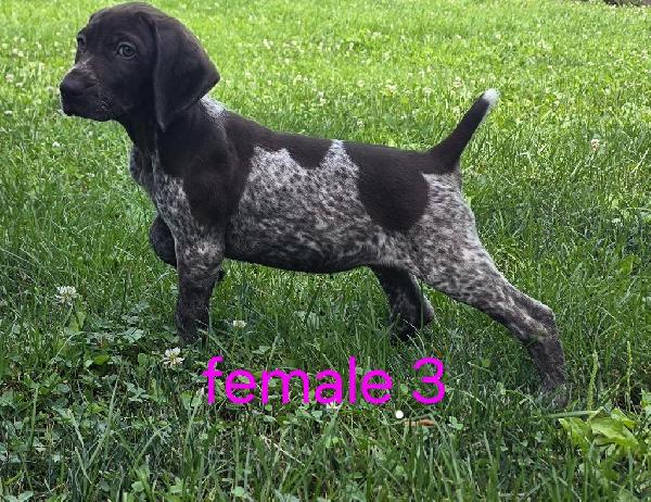 German Shorthaired Pointer