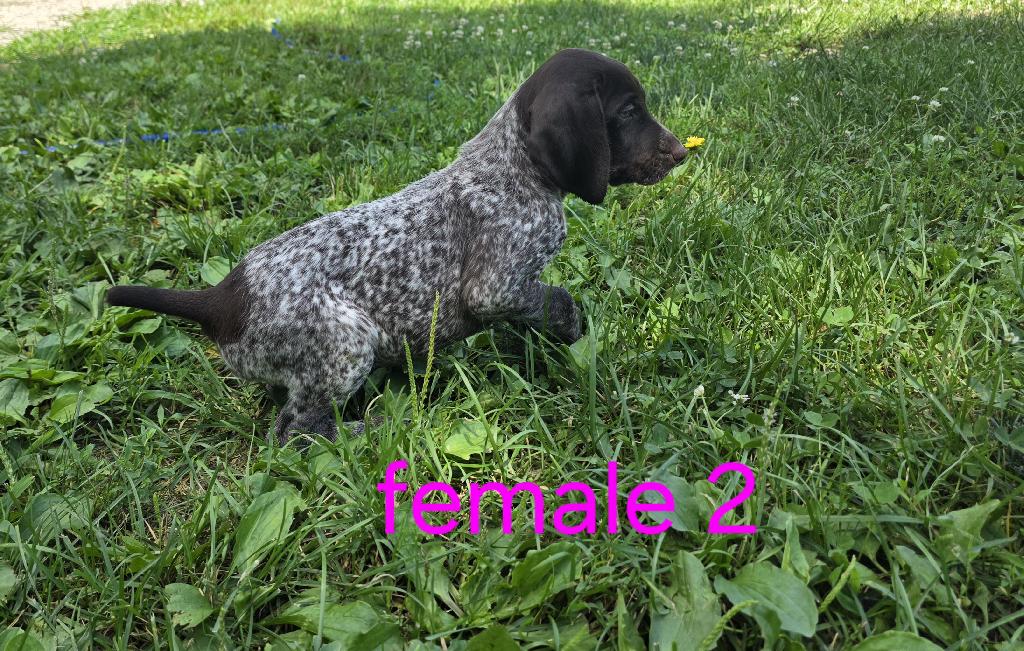 AKC GERMAN SHORTHAIRED POINTER German Shorthaired Pointer