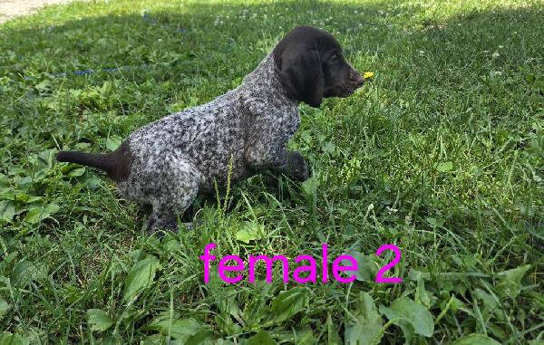German Shorthaired Pointer