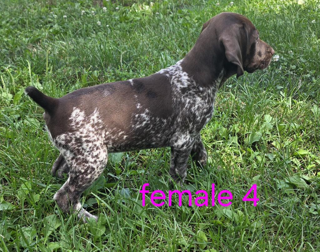 German Shorthaired Pointer