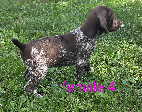 German Shorthaired Pointer