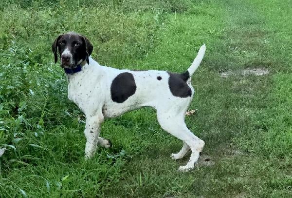 AKC GERMAN SHORTHAIRED POINTER German Shorthaired Pointer