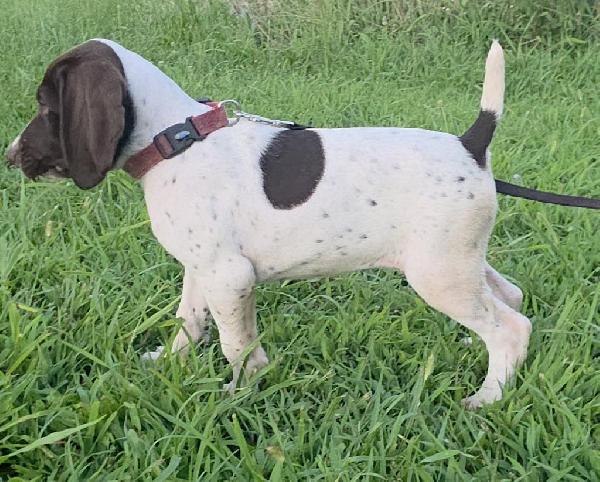 German Shorthaired Pointer