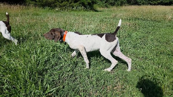German Shorthaired Pointer
