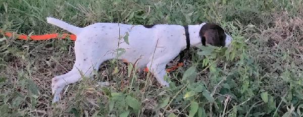 AKC GERMAN SHORTHAIRED POINTER German Shorthaired Pointer