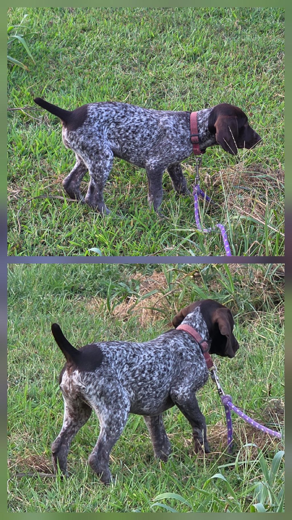 AKC GERMAN SHORTHAIRED POINTER German Shorthaired Pointer