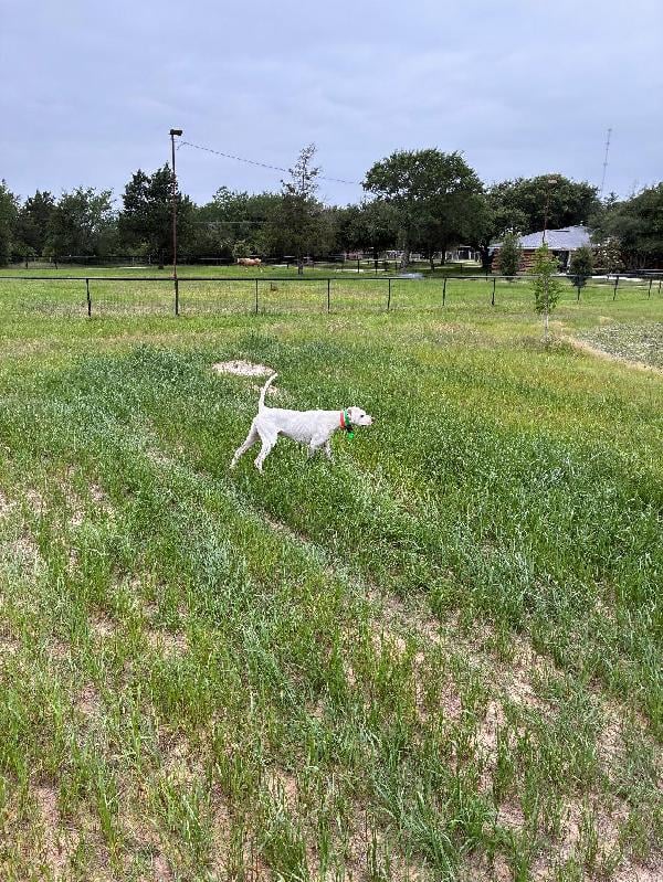 ENGLISH POINTER FOR SALE English Pointer