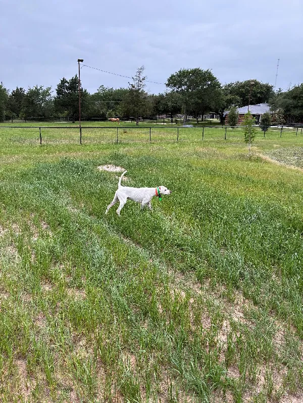 ENGLISH POINTER FOR SALE English Pointer