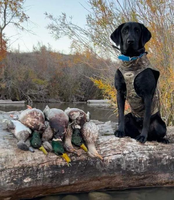 Labrador Retriever