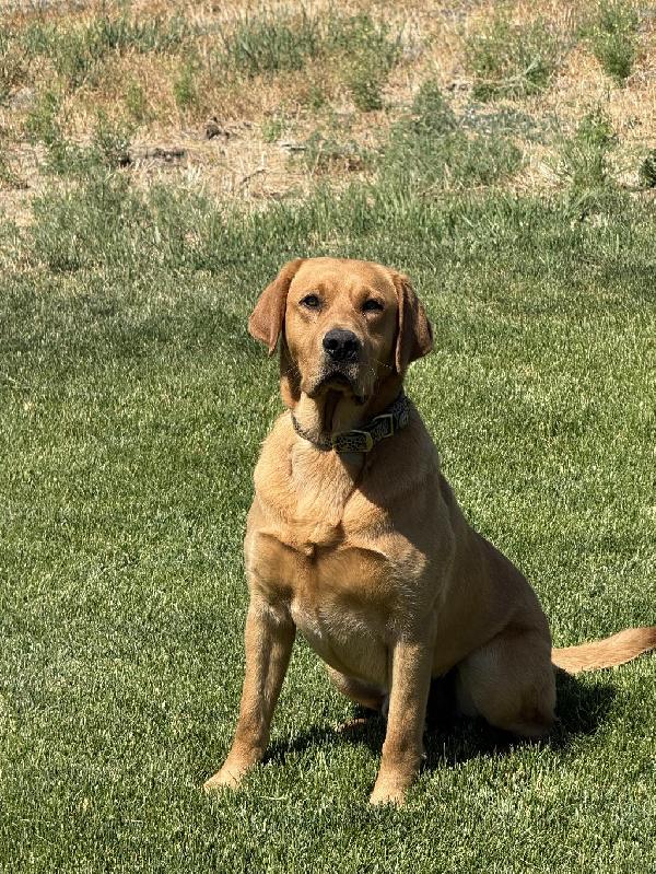 STARTED YLM Labrador Retriever