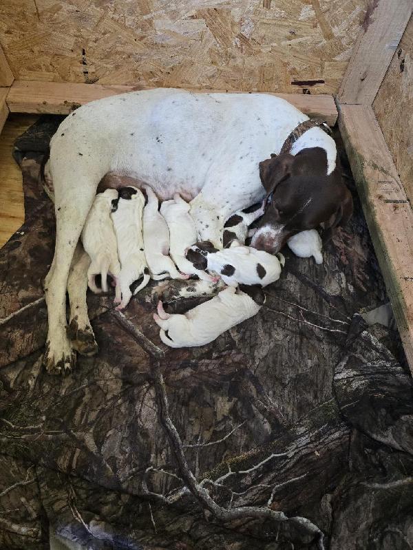 English Pointer