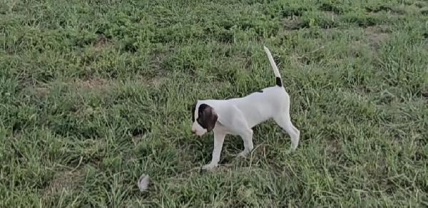 English Pointer