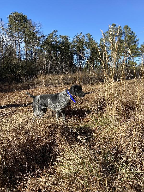 Started german outlet wirehaired pointer