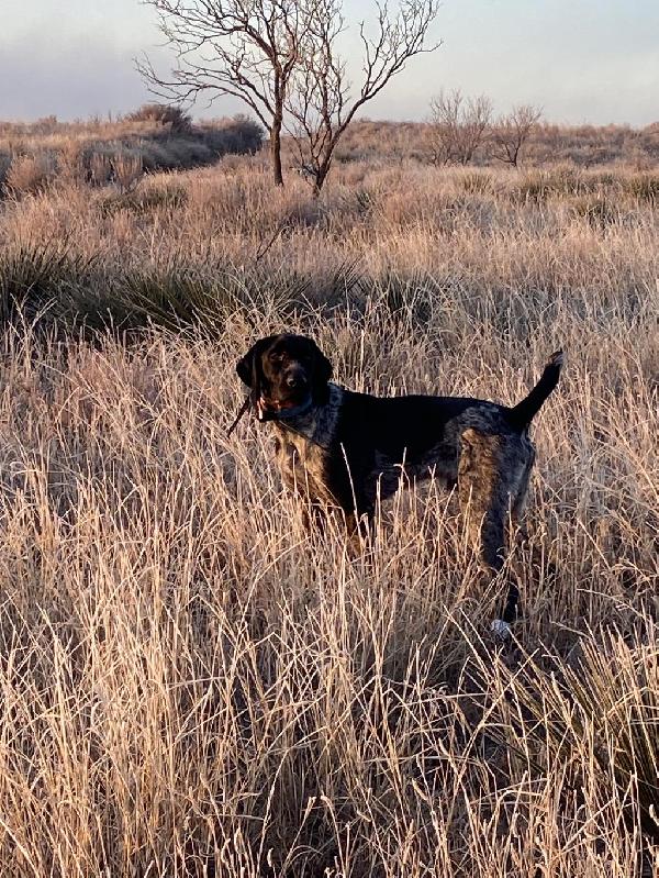 GWP READY TO HUNT German Wirehaired Pointer