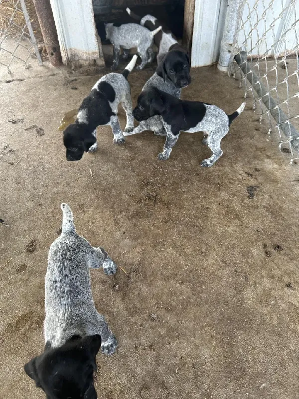 German Shorthaired Pointer