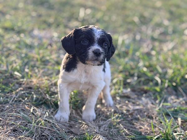 AKC FRENCH BRITTANY PUPPY French Brittany