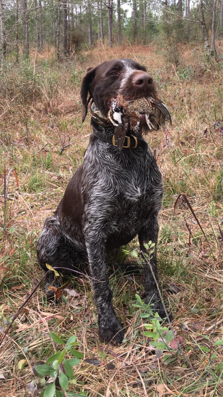 VDD REGISTERED DEUTSCH-DRAHTHAAR PUPPIES