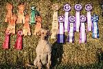 4XGMPR CHAMPION RED/YELLOW LAB PUPPIES