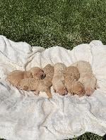 4XGMPR CHAMPION RED/YELLOW LAB PUPPIES