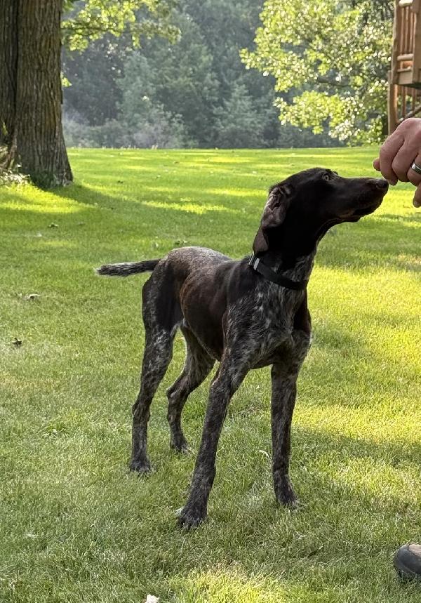 German Shorthaired Pointer