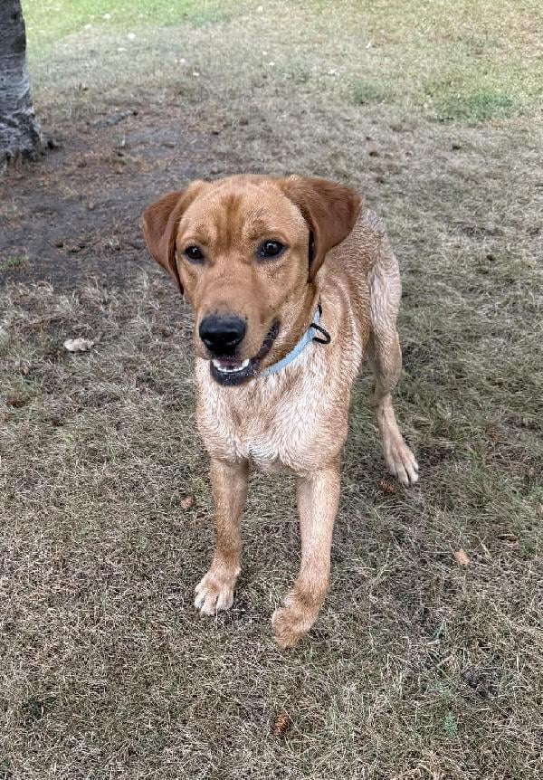 Labrador Retriever