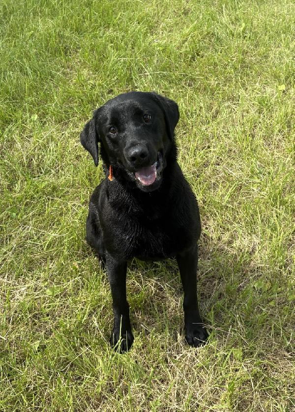 Labrador Retriever