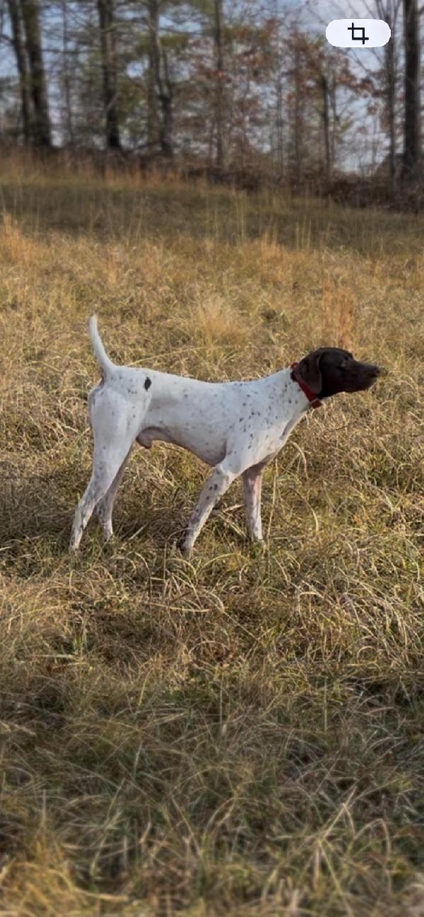 German Shorthaired Pointer