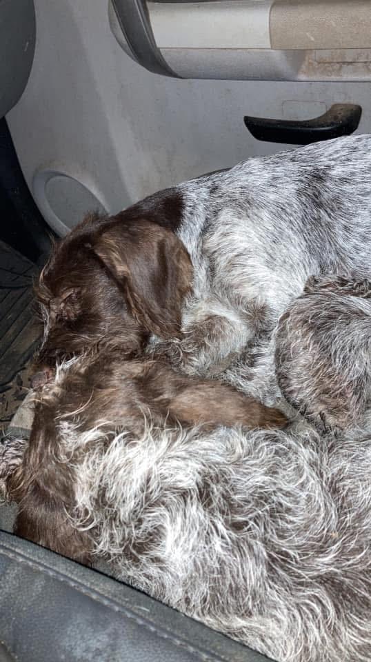German Wirehaired Pointer
