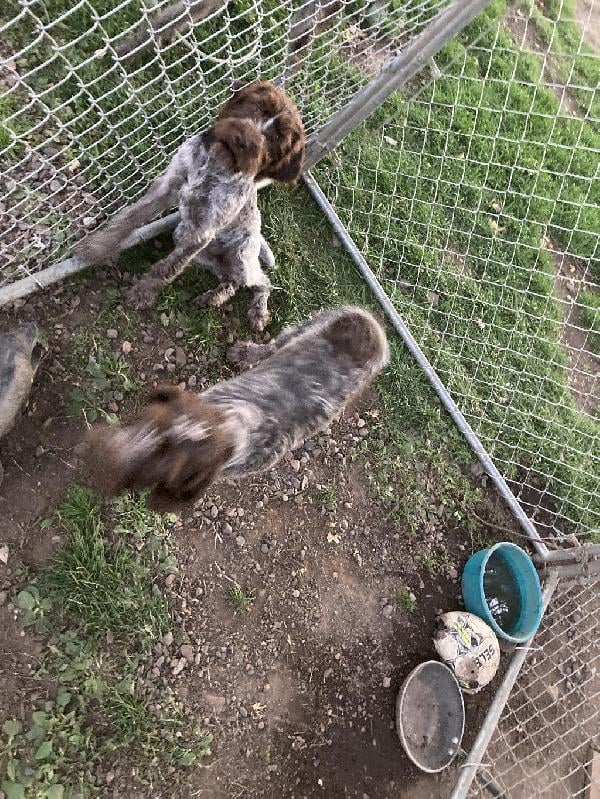 German Wirehaired Pointer
