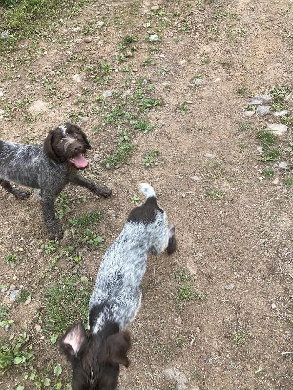 German Wirehaired Pointer