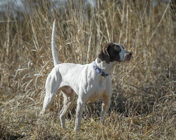 English Pointer - Puppies for Sale