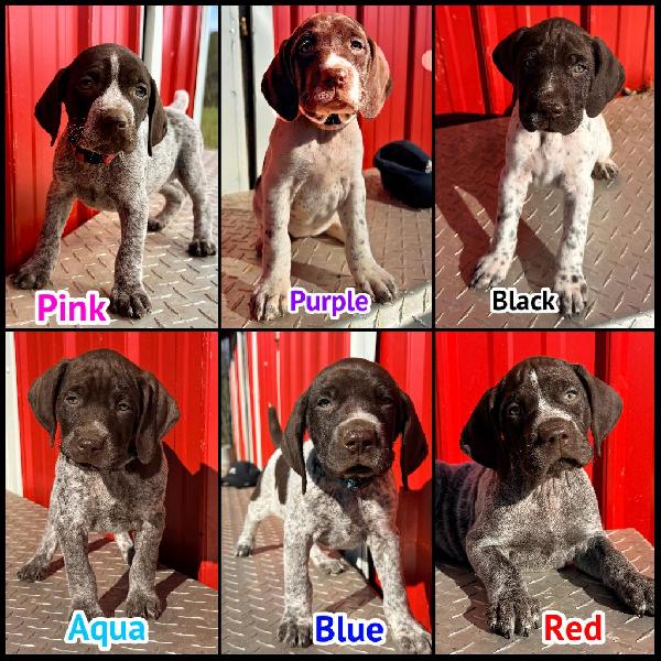 AKC GERMAN SHORTHAIRED POINTERS German Shorthaired Pointer