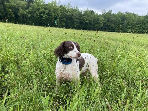 American Brittany
