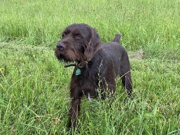 Pudelpointer