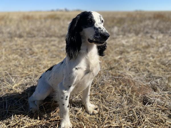 English Cocker Spaniel