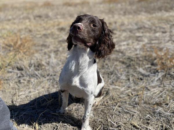 English Springer Spaniel