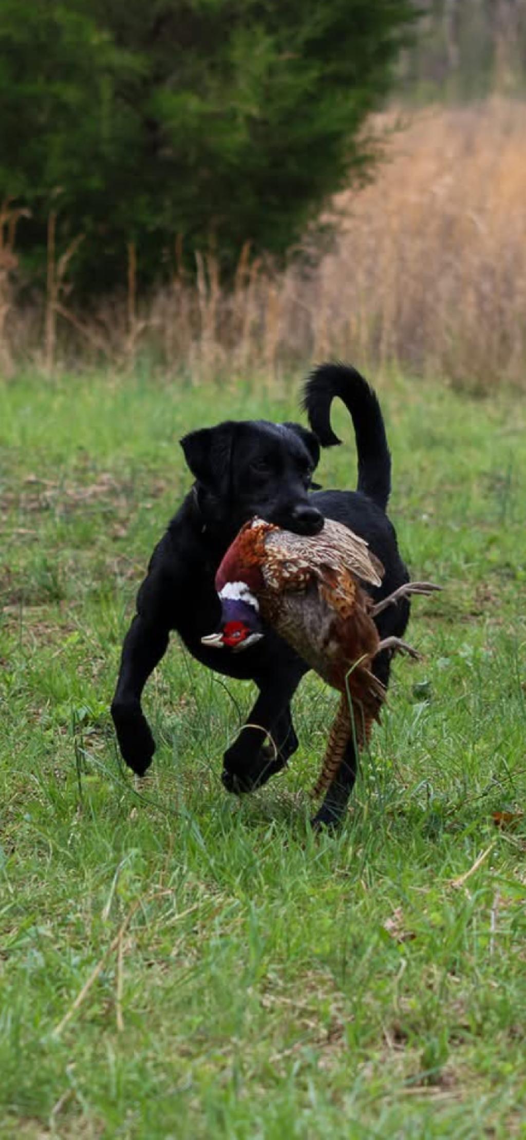 FINISHED UPLAND LAB Labrador Retriever