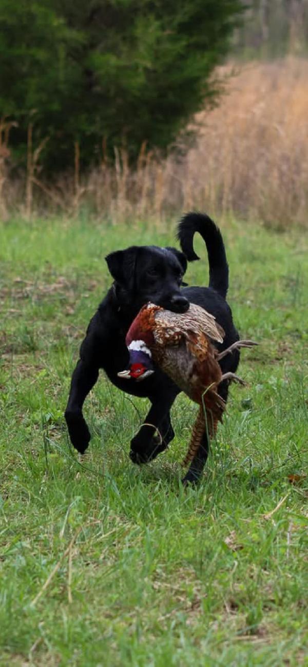 Labrador Retriever