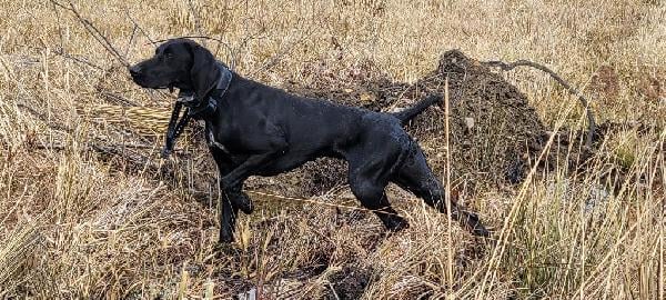 German Shorthaired Pointer