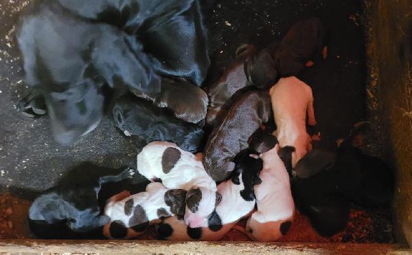 German Shorthaired Pointer